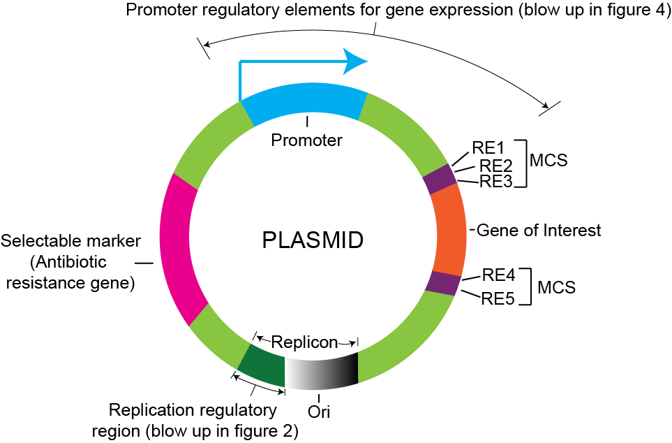 Cloning Vectors Essential Features GoldBio